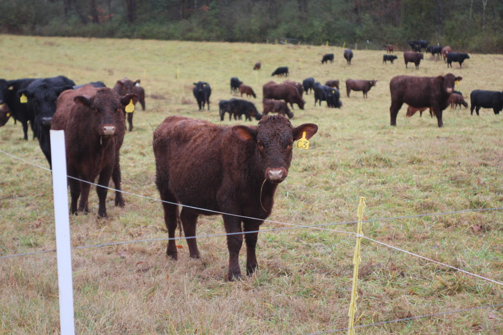 BTE cattle