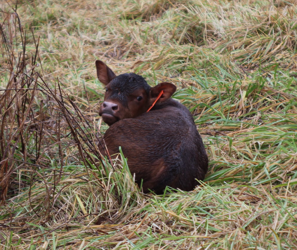 BTE newborn calf